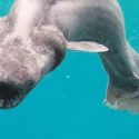 Fırfırlı köpekbalıklarından biri Portekiz'de yanlışlıkla yakalandı.