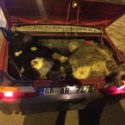 Ankara'da çaldıkları 4 büyükbaş hayvanı otomobile yükleyip kaçarken yakalanan şüpheliler.