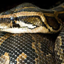 Antalya'da AVM'de izinsiz sergilenen boa yılanı hayvanat bahçesine teslim edildi.
