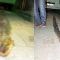 Tekirdağ’ın Şarköy ilçesinde 3 metre 20 santim uzunluğunda ölü yılan bulundu.