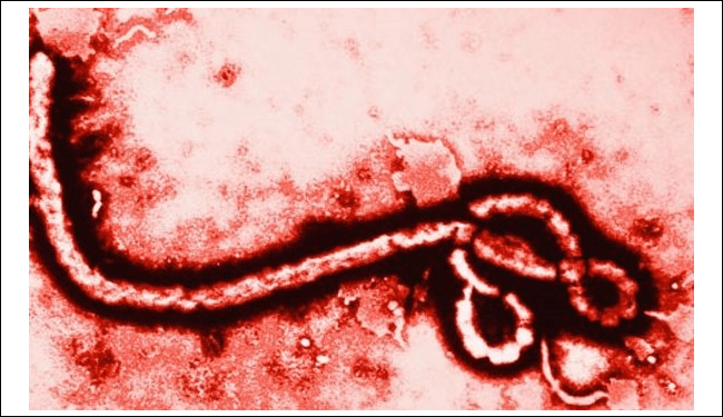 Kırsaldan kentsel alana taşınan ölümcül hastalık ebola salgını.