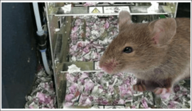 Hindistan'da ATM'ye giren fareler yaklaşık 9 milyon lira değerindeki parayı yedi.