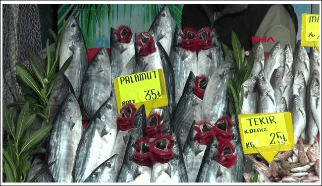 Bu yıl yaşanan bolluk nedeniyle balıkçı tezgahlarında kilosu 75 TL'ye satılıyor.