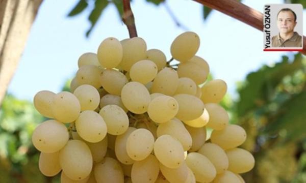 Türkiye’nin en önemli ihraç ürünlerinden “Sultaniye” tipi üzümleri.