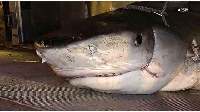 İskoçyalı turistin alyansının olduğu eli bir köpekbalığının karnında bulundu.