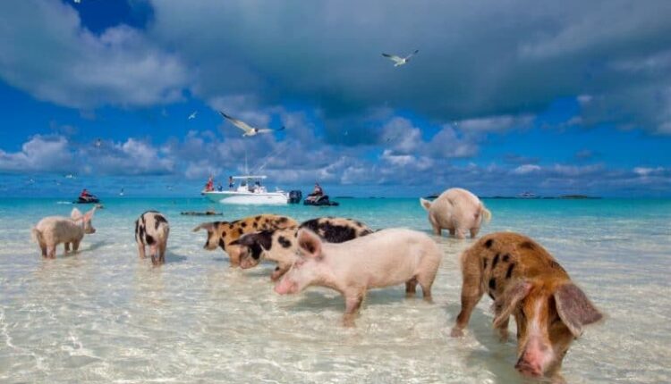 Pig Beach Exumas Bahamas