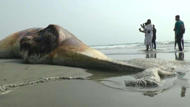 Bangladeş kıyıları vuran ölü balinalar.