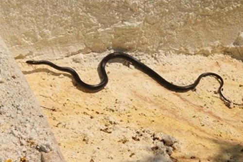 Aydın'ın Kuşadası ilçesinde farklı noktalarda görülen siyah renkli yılanlar