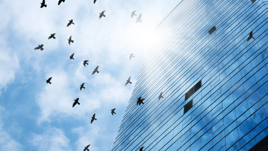 İyi aydınlatılmış bir binaya çarparak ölen 1.000 kuş