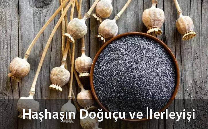 hashasindogusu hashasindogusu