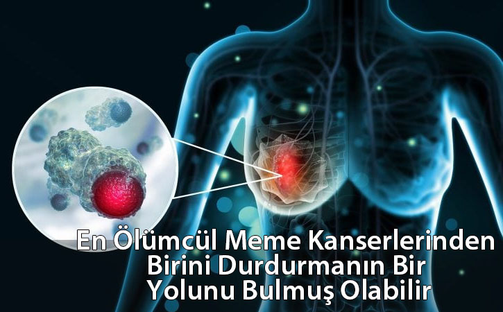 memekansericozum memekansericozum