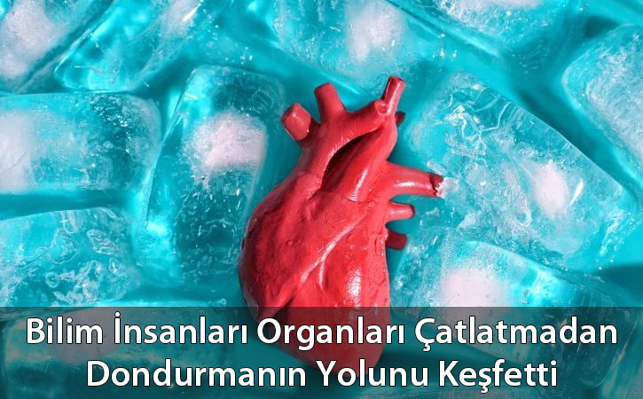 organlaridondurma organlaridondurma