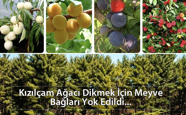 kizilcamagacidikmekmeyvebaglari