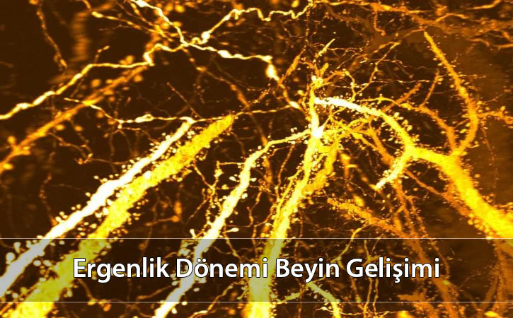 ergenlikdonemibeyingelisimi
