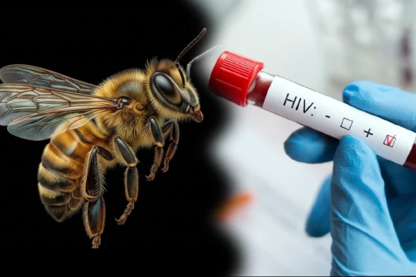 Bal arısı zehrinden elde edilen madde HIV'e karşı laboratuvarda etkili oldu